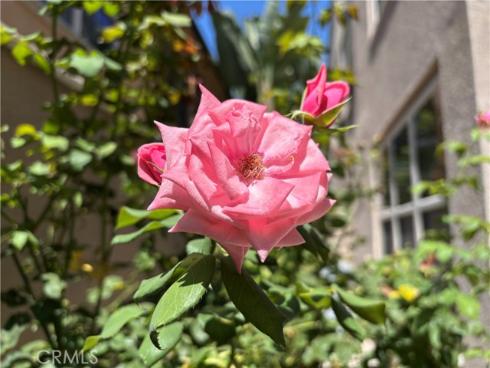 37 Peony , Irvine, CA