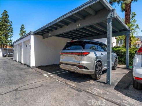 46  Dianthus  , Rancho Santa Margarita, CA