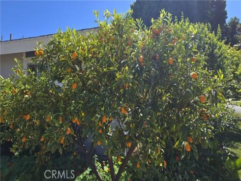 13142 Laburnum Drive, Tustin, CA